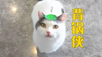 Tải video: 猫好人坏，这么小的孩子背了这么多锅！