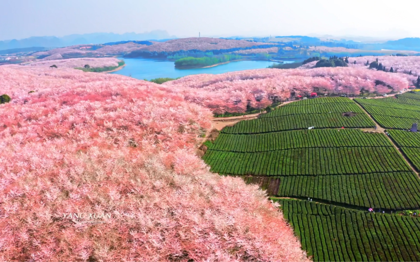 平坝樱花真实照片图片