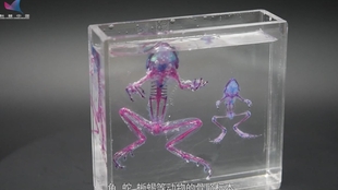 透明标本 透明动物标本制作教程 高清重制版 哔哩哔哩 つロ干杯 Bilibili