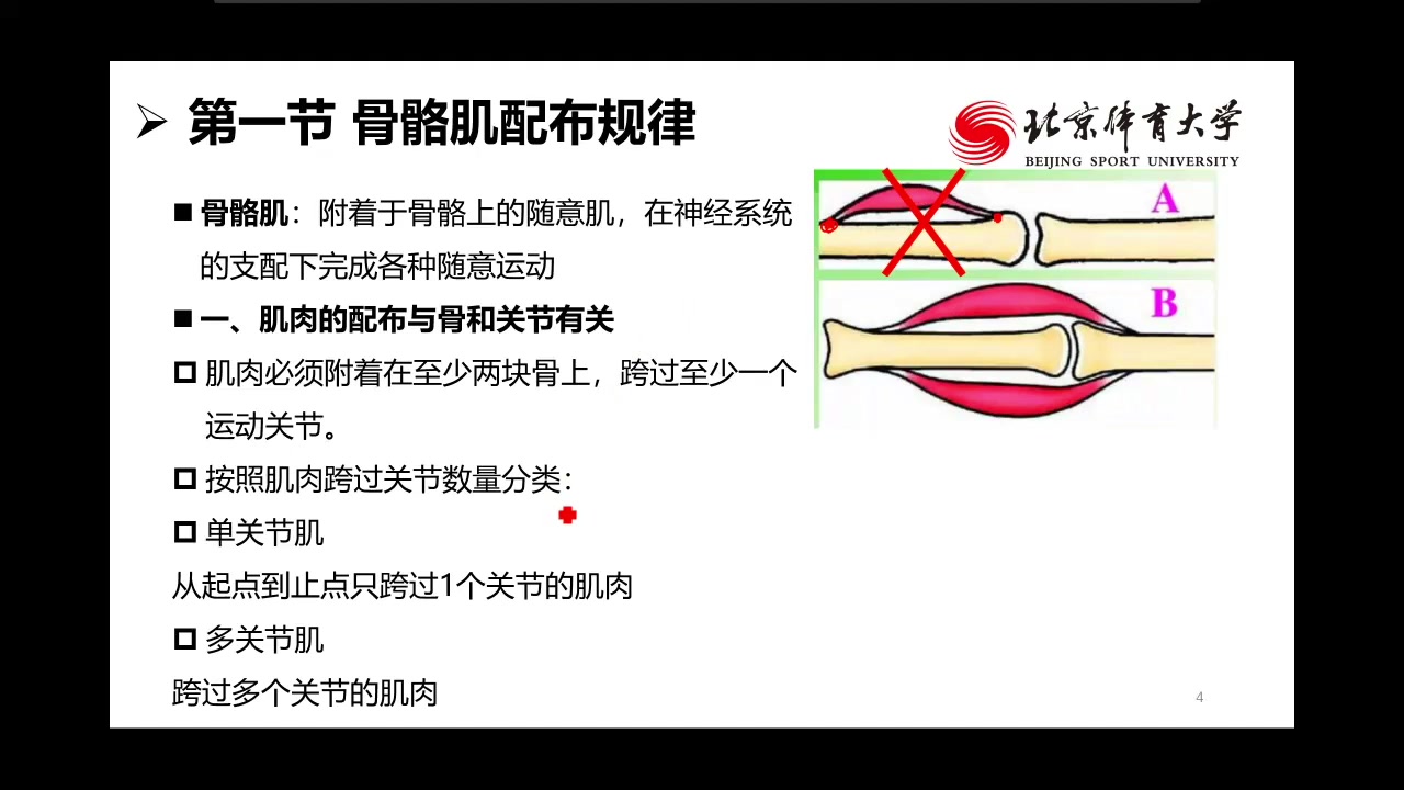 北京体育大学考研 北体考研辅导专业课公开课 运动解剖学哔哩哔哩bilibili