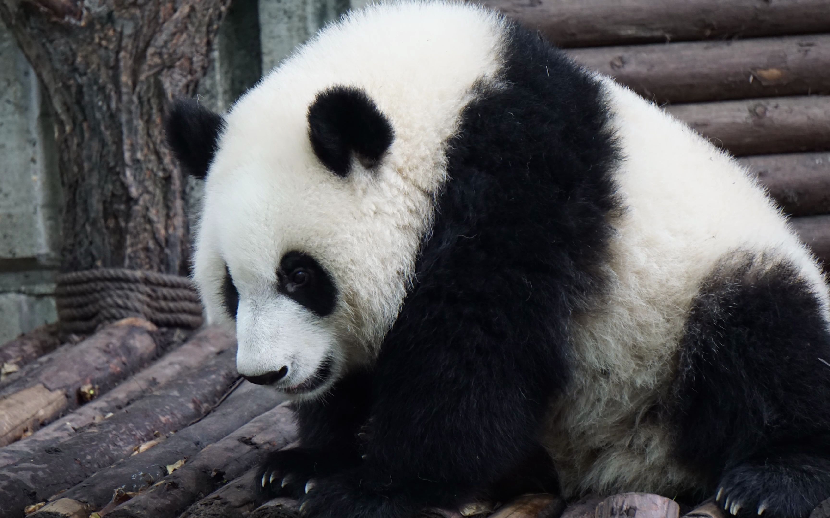 [图]Learning Zoo Animals Names for Children - First Words for Toddlers, Babies, Kind