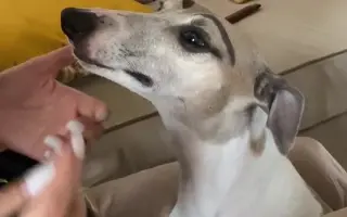 狗狗画眉毛 搜索结果 哔哩哔哩 Bilibili