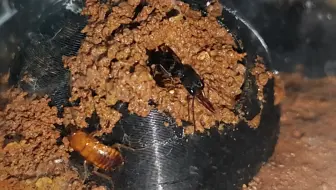 摆烂了！猎镰猛蚁用土巢养