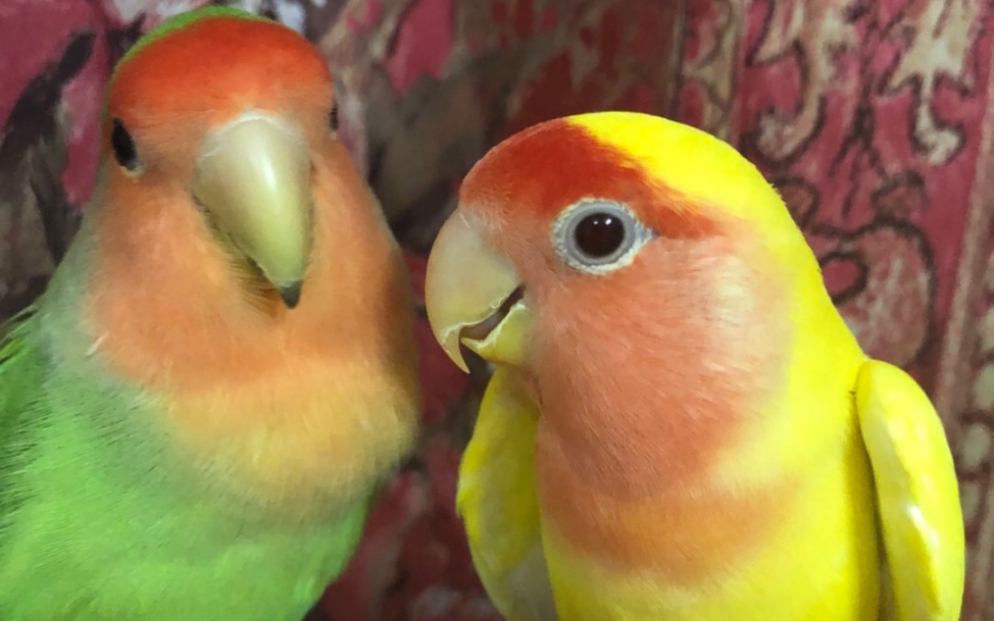 牡丹鹦鹉好久不见的黄桃绿桃出来营业啦