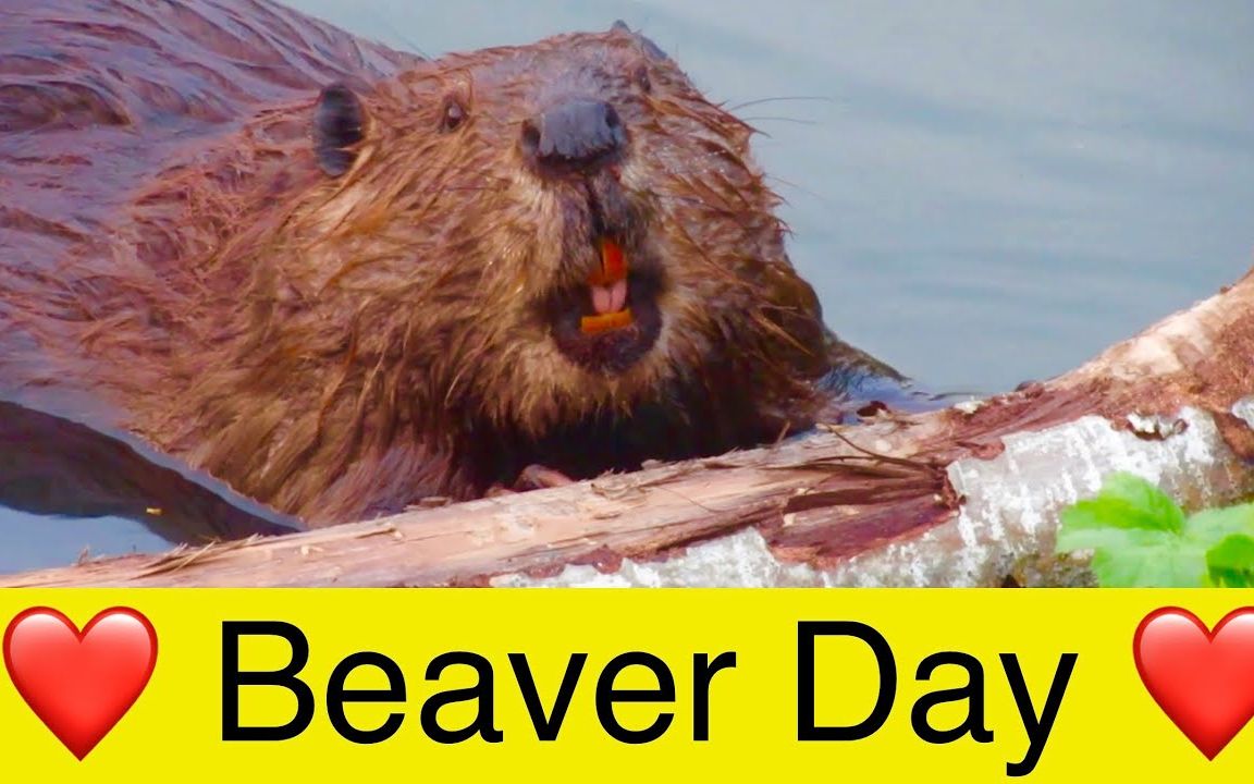 【啃氏集团】 “国际河狸日(International Beaver Day,4月7日)”混剪合集❤哔哩哔哩bilibili