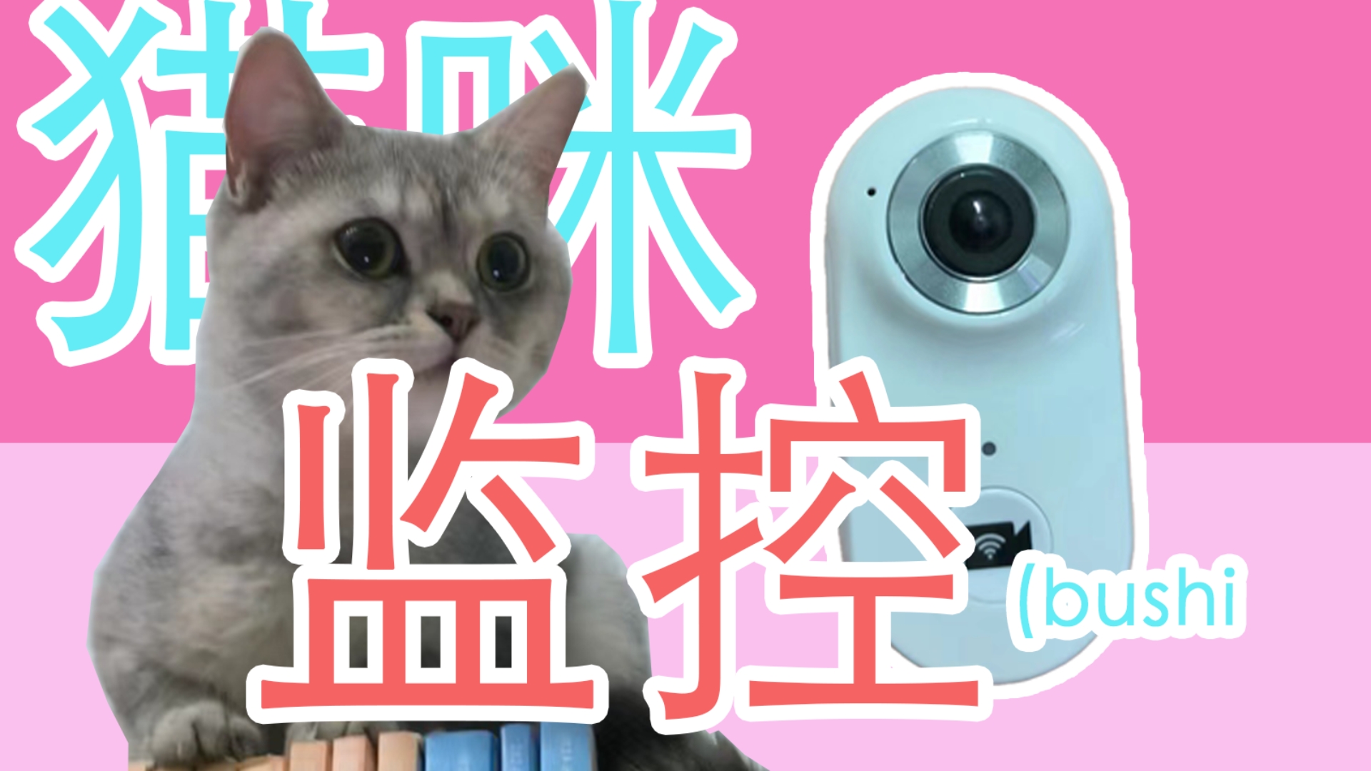 猫咪监控(bushi)行猫记录仪拍到的乐子哔哩哔哩bilibili