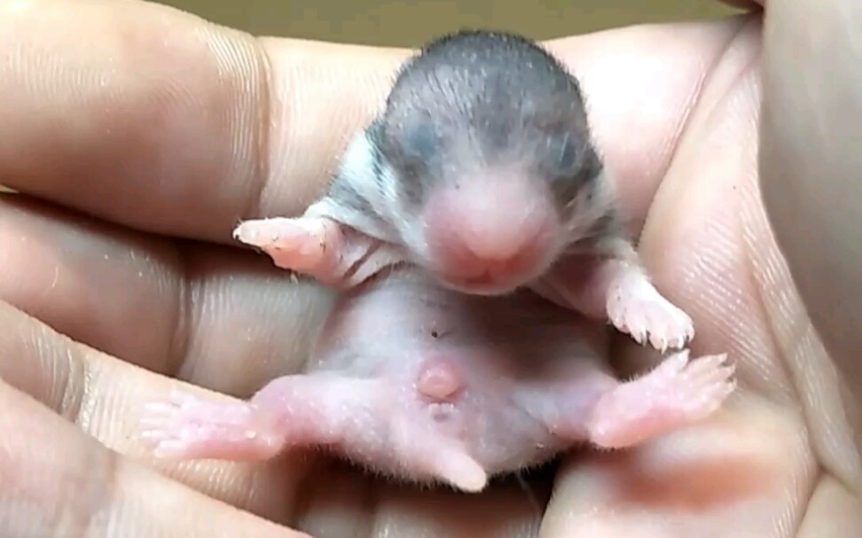 【仓鼠】金丝熊宝宝 刚刚出生不久 太可爱了