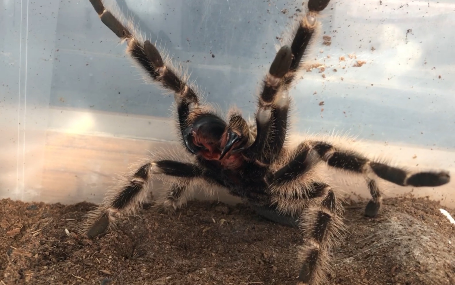 巴西火红:超凶!