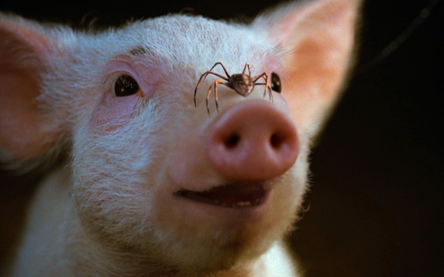 一只小猪,害怕自己被做成香肠,开始努力奋斗,期待奇迹!