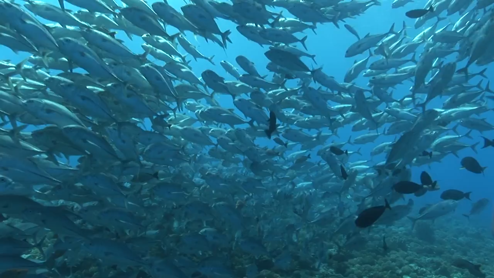 海底世界的深海鱼群,海底恐惧症治愈视频哔哩哔哩bilibili