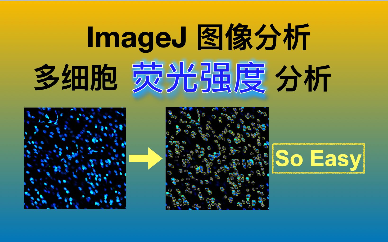 [图]『超简单』ImageJ图像处理 - 荧光强度分析