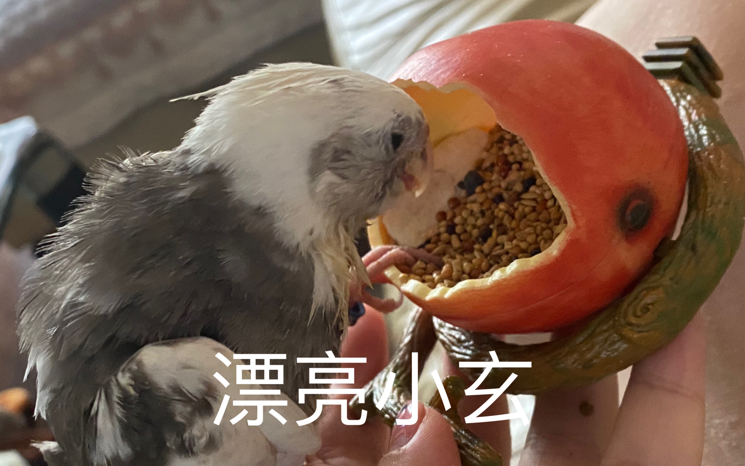 玄凤鹦鹉开箱!白脸派特真的很漂亮