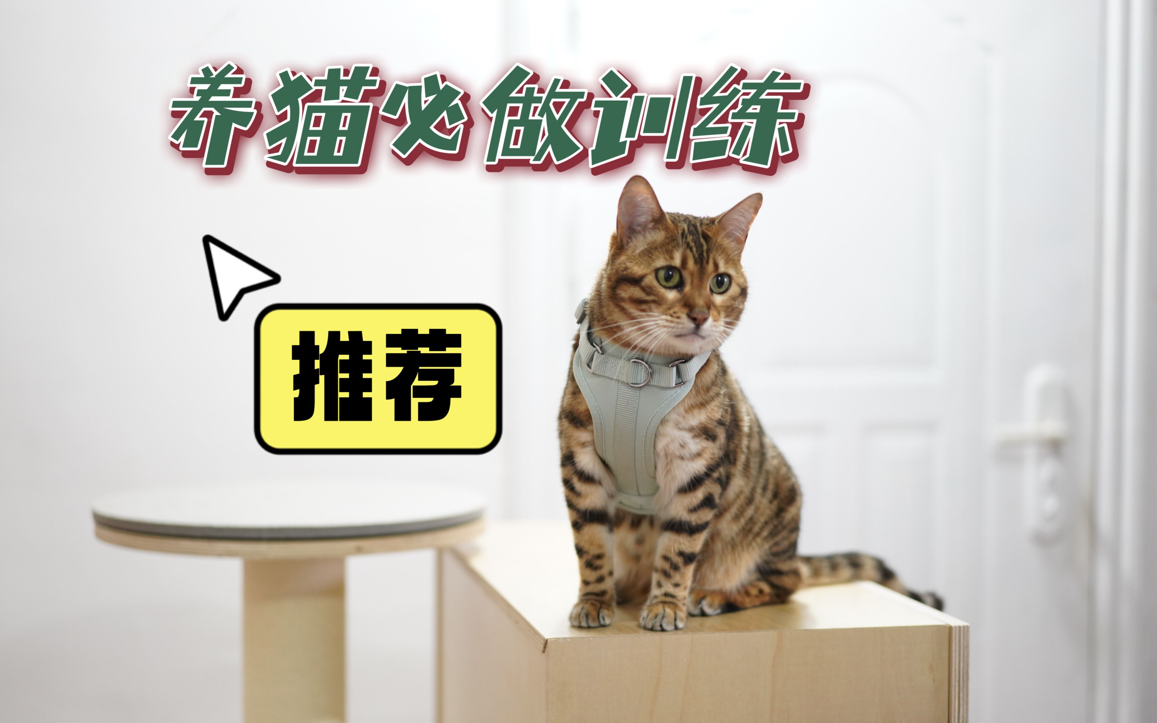 [图]养猫的你，这些训练咱必须给猫咪做！