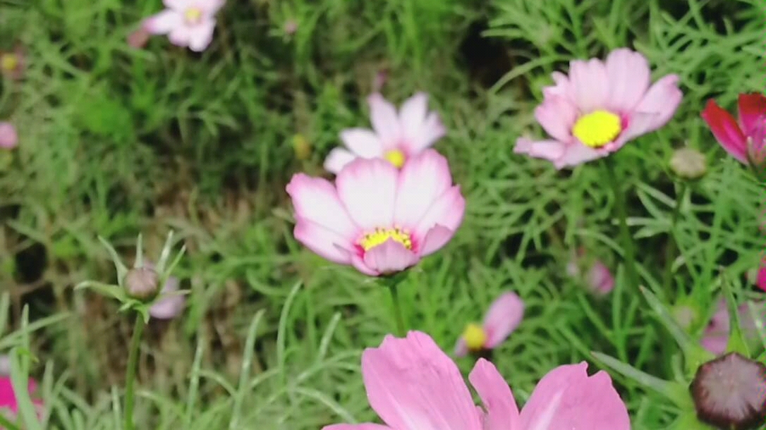 [图]【格桑花】幸福花～