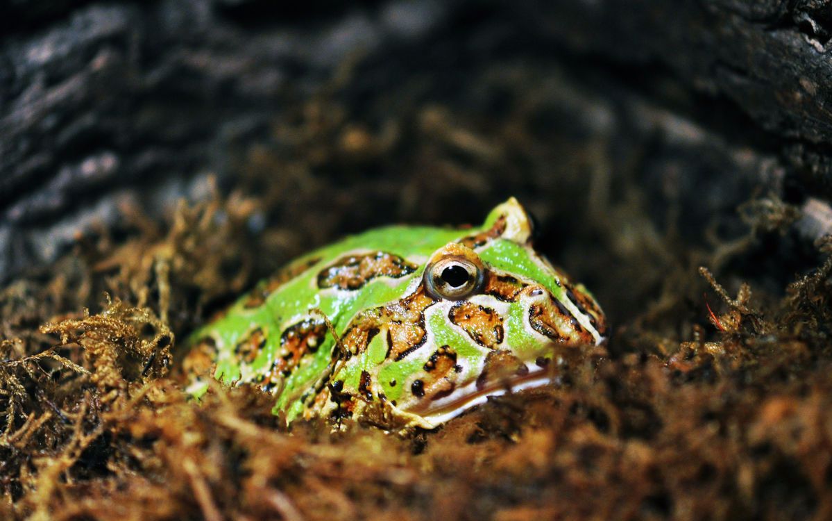 薄荷角蛙开箱_哔哩哔哩 (゜-゜)つロ 干杯~-bilibili