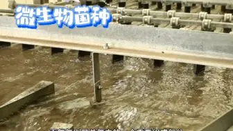 污水厂总氮降低时氨氮是否也会降低#氨氮降解菌#硝化菌#反硝化菌#好氧菌#厌氧菌