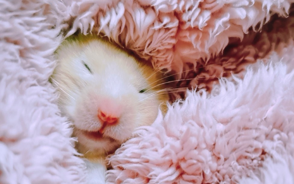 天冷啦,躺在妈妈臂弯里睡觉的仓猪