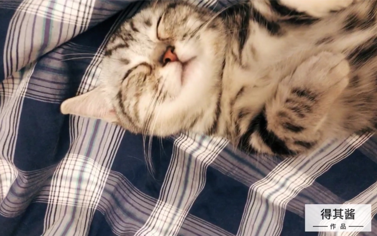 超萌瞌睡乔超级治愈