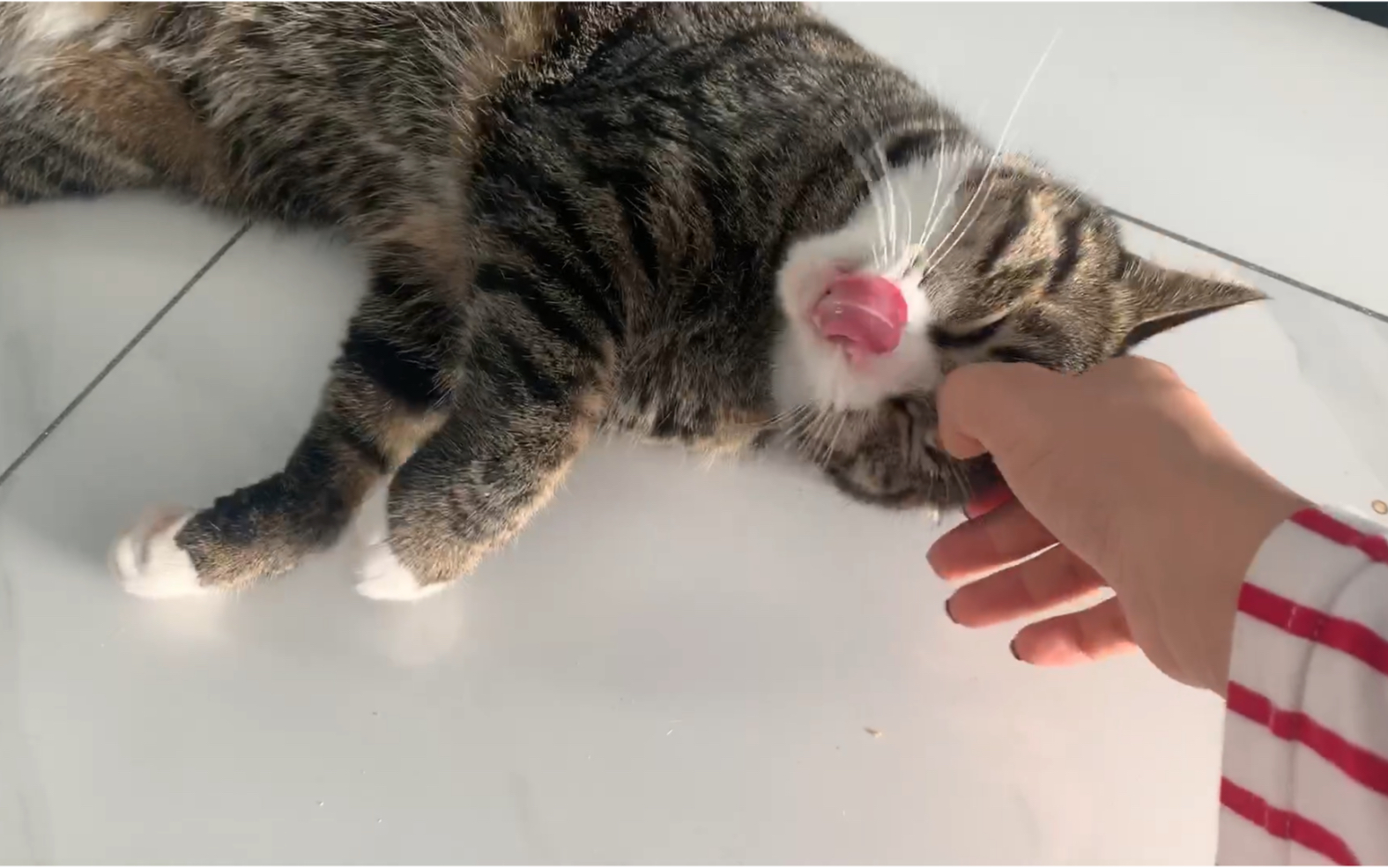 狸花猫:东北的地热爷爱了!