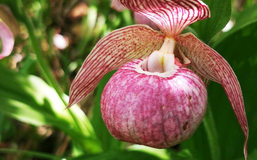 毛杓兰_哔哩哔哩_bilibili