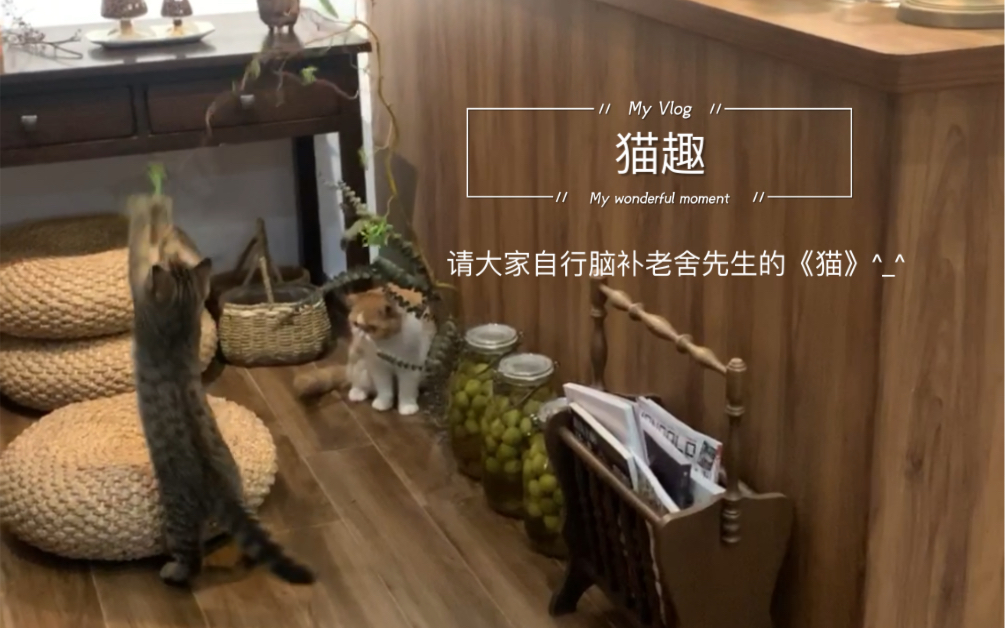 《猫趣》——想到了老舍的猫.哔哩哔哩bilibili