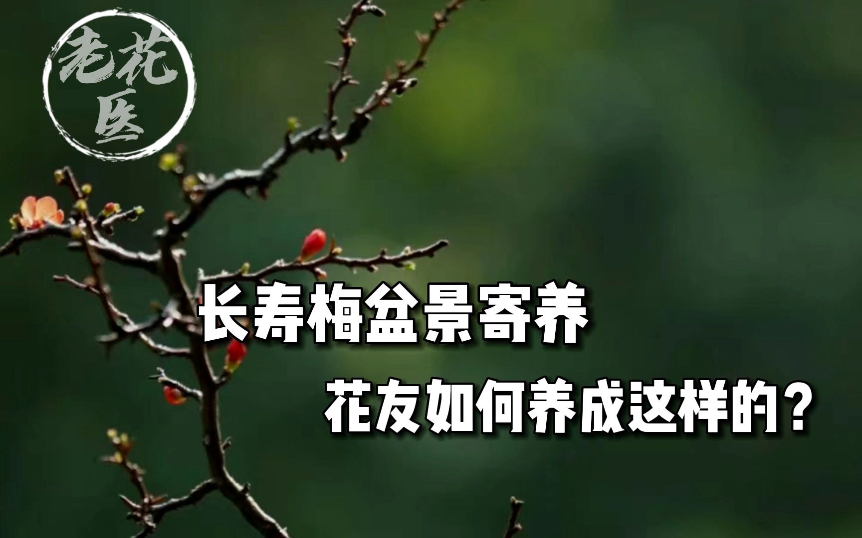 花友寄养长寿梅盆景 盆景养护思路与方法!哔哩哔哩bilibili