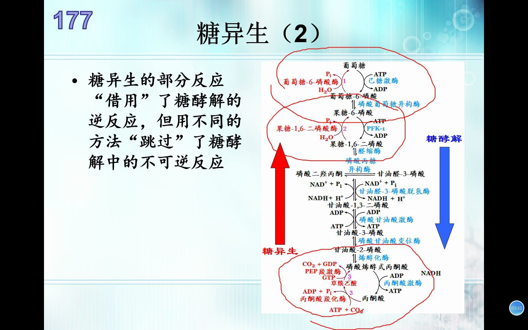 生物竞赛难点50生物化学糖异生哔哩哔哩bilibili