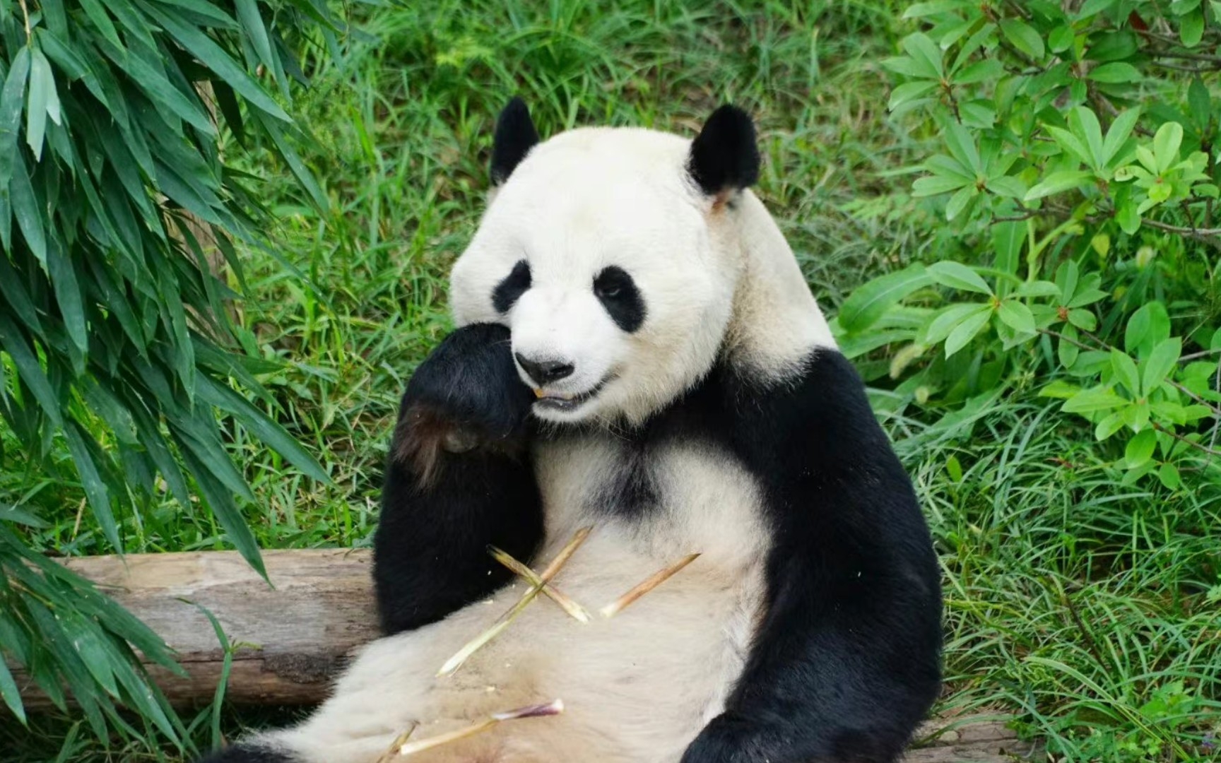 庆小:好白好嫩 一个熊过得也还不错_哔哩哔哩_bilibili