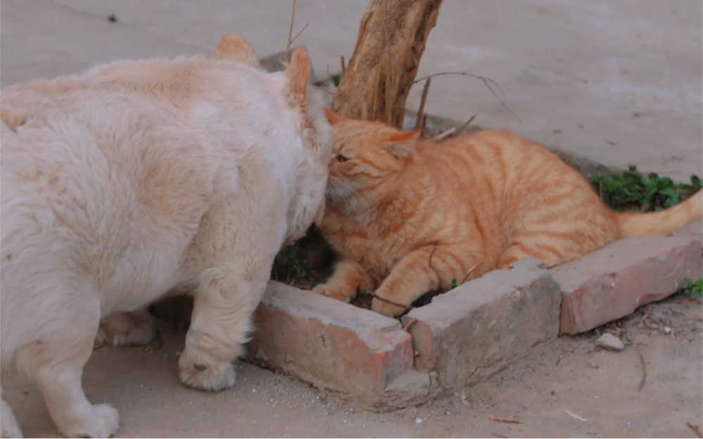 围墙里的狗和巷子里的猫都很快乐