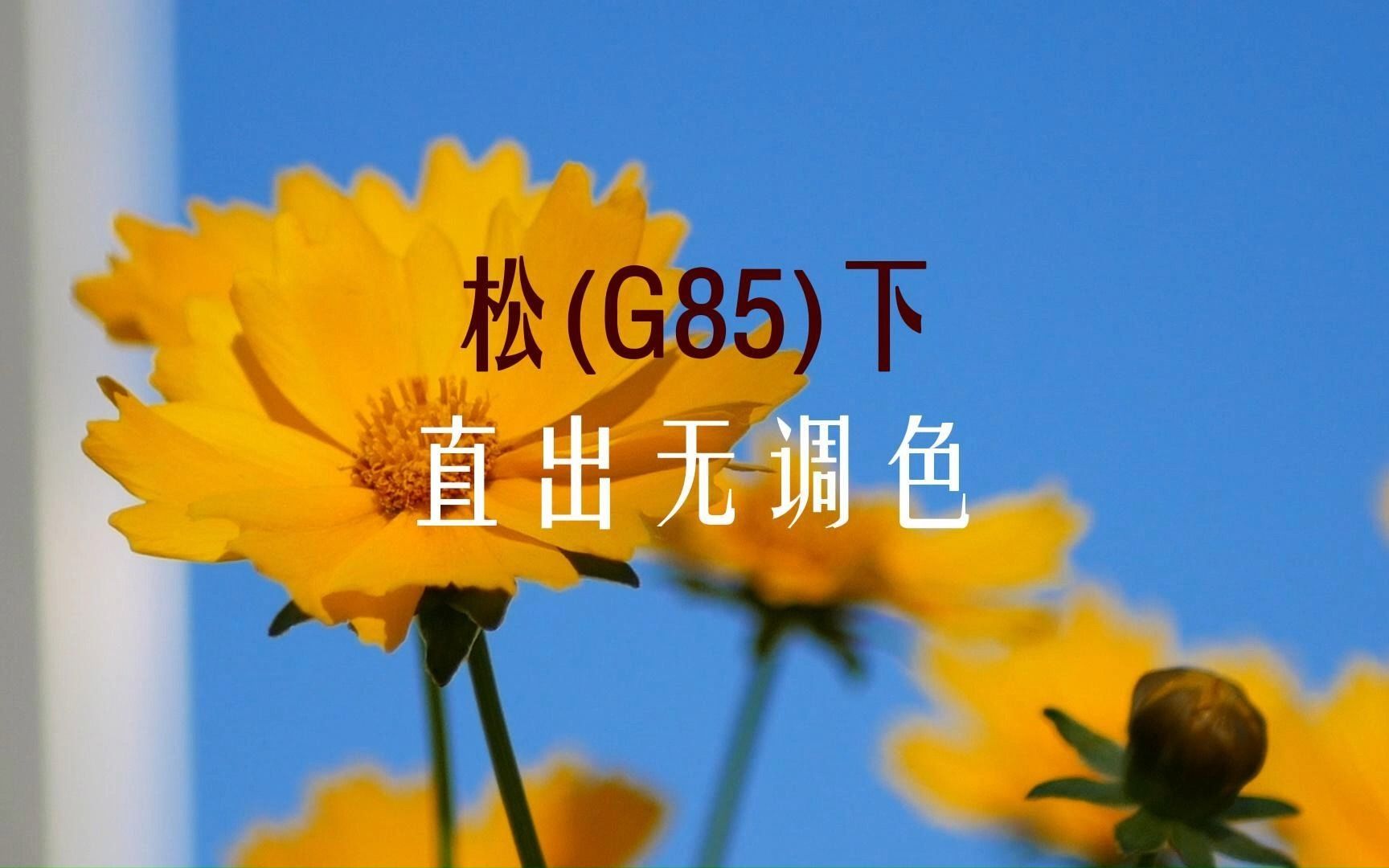 松下G85|近距离的感受蜜蜂采蜜哔哩哔哩bilibili