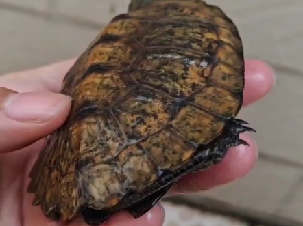 日本石龟小母购买记录[到货再对比看看]