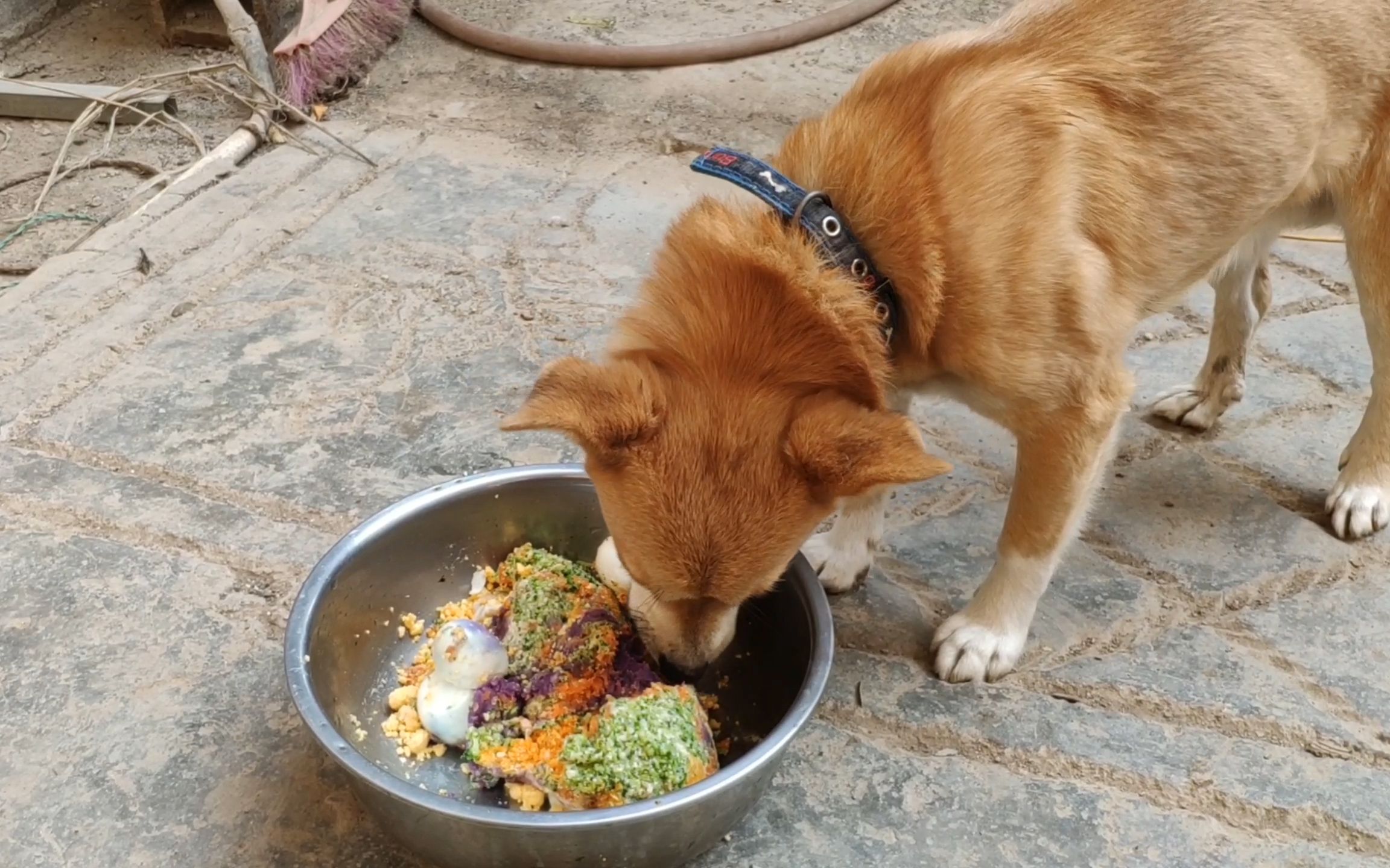 农村土狗第一次吃生日蛋糕感动得快哭了匍匐在主人脚前感谢
