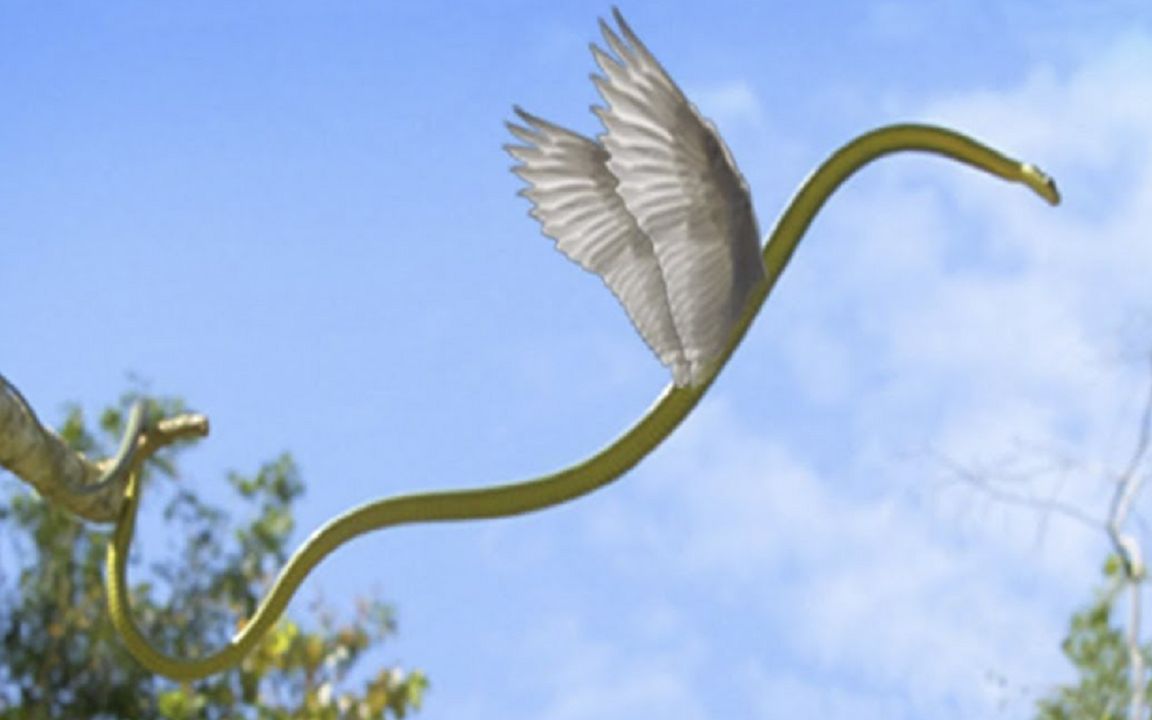 5种没有翅膀但会飞的动物,你绝对想不到还有它!