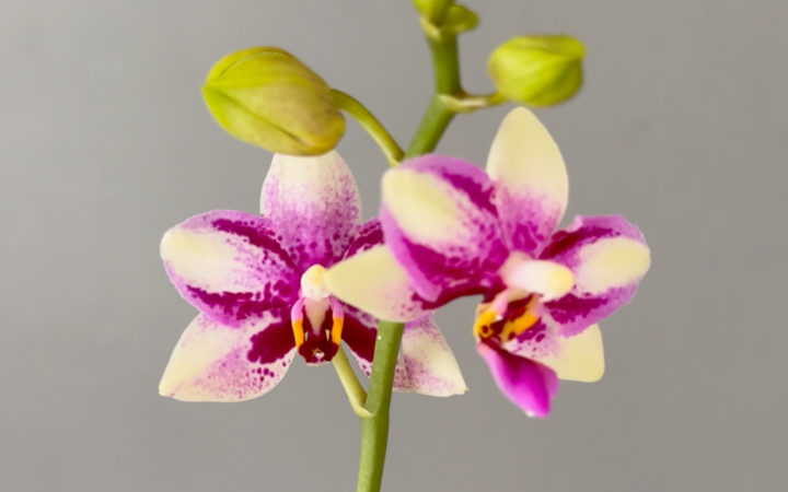 紫钻蝴蝶兰,开的也好好