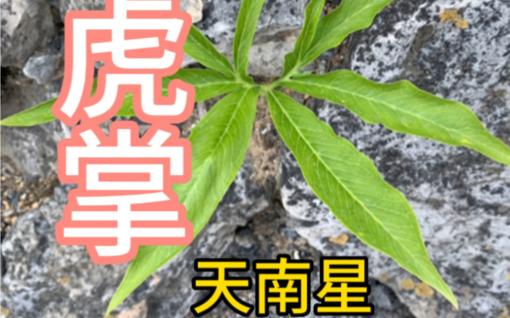 天南星虎掌图片