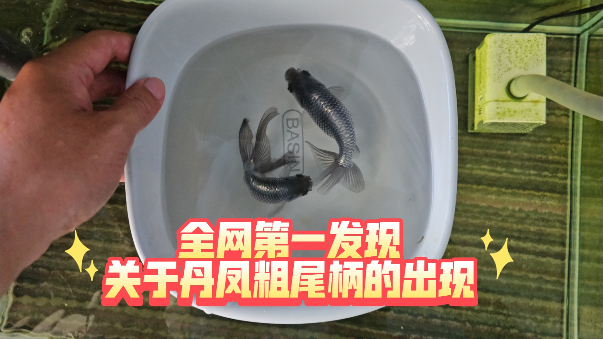 最新发现丹凤金鱼小尾巴的同时伴有粗尾柄