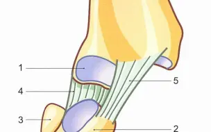 下载视频: 【骨关节功能解剖学】腕关节韧带的稳定性