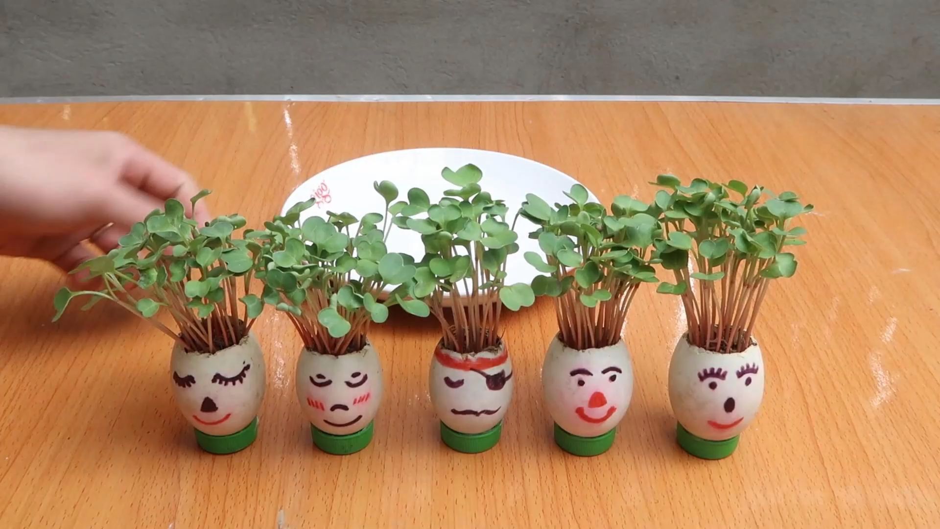 用鸡蛋壳种植芽苗菜,这个创意你打多少分?