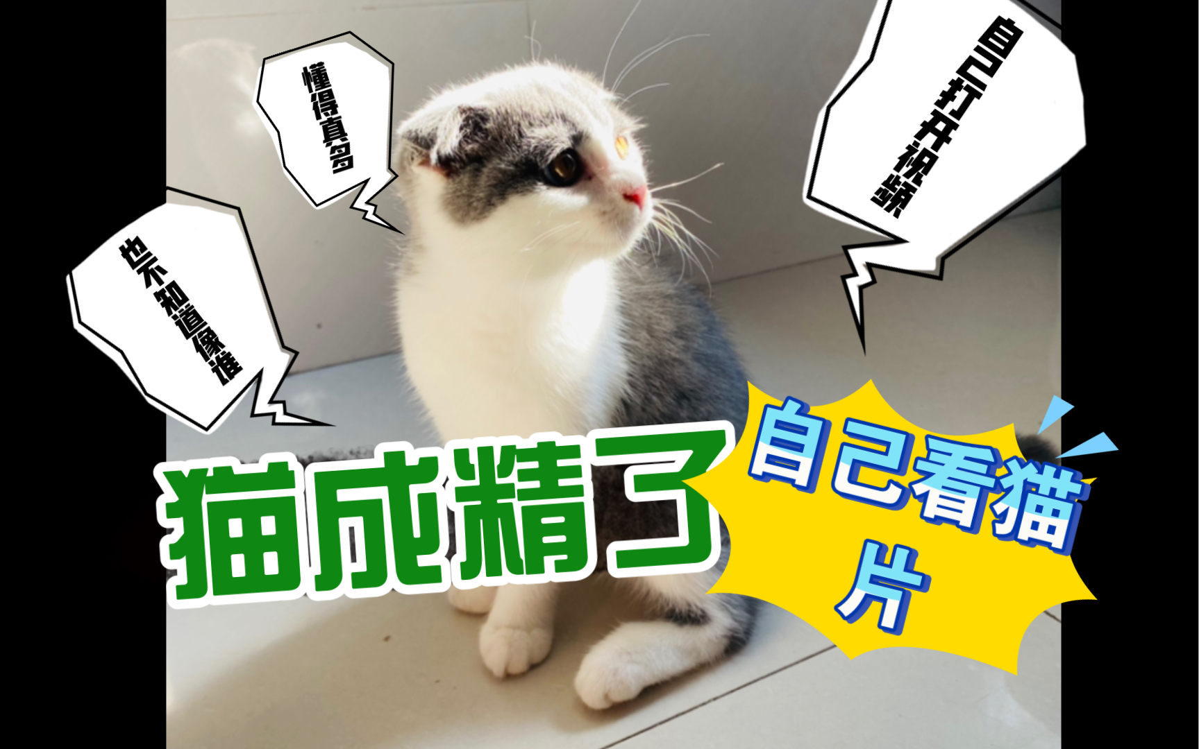 这个猫要成精了,我把手机放床上,去晾衣服,回来一看,点开视频看猫片