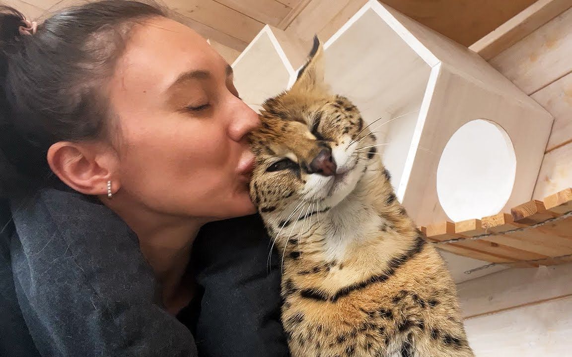 【猞猁姐姐补档】三个月前的薮猫米奇