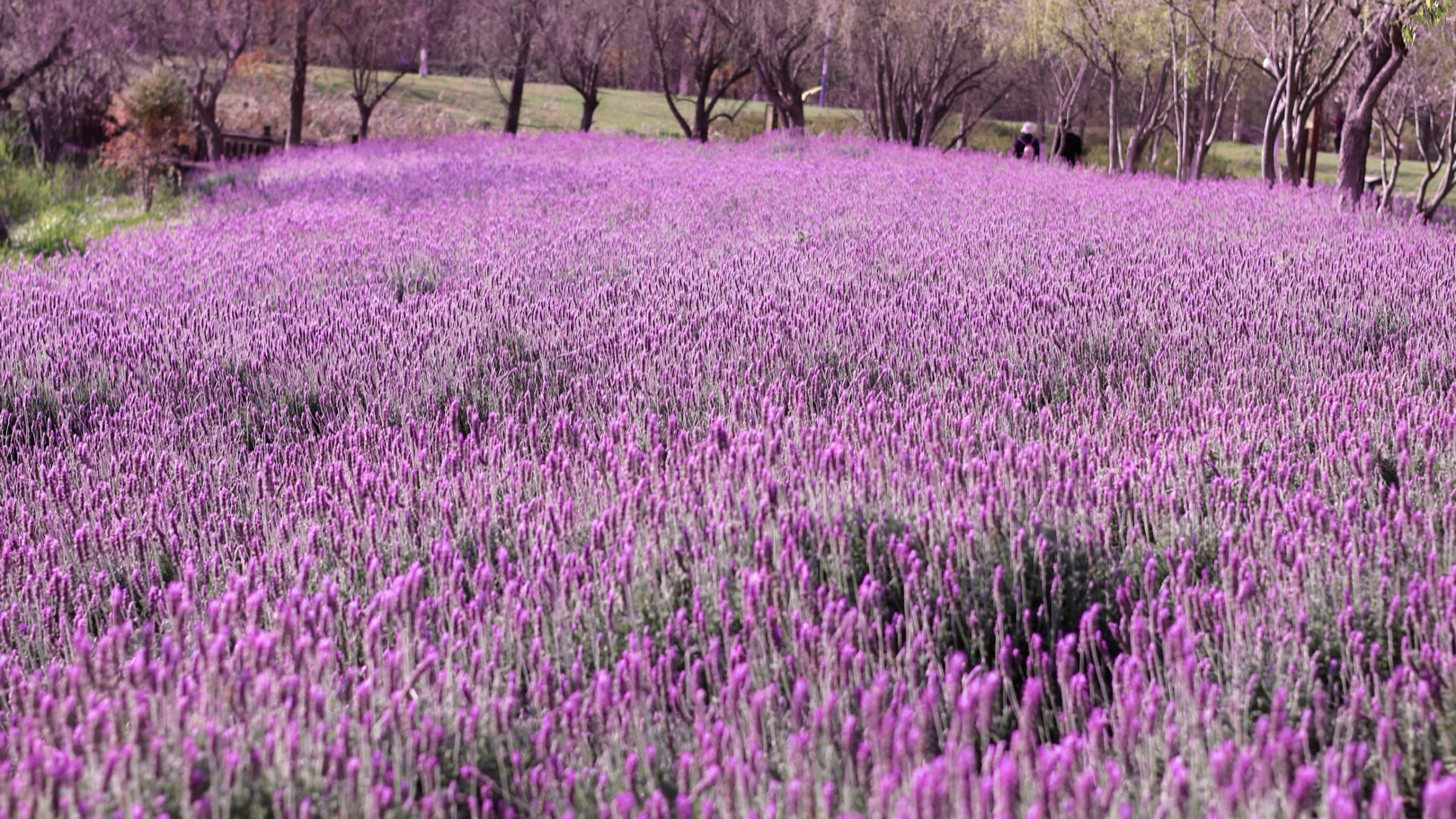 去公园随手拍了薰衣草田,微风轻抚,阵阵芳香,好幸福啊!