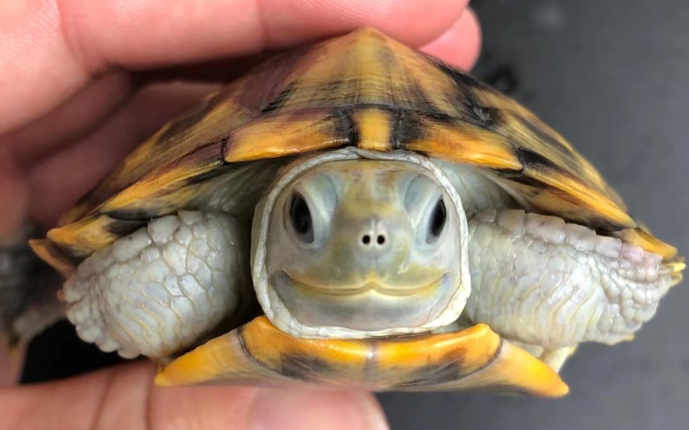 黑巴黑珍珠,喜欢的来聊聊!惠!