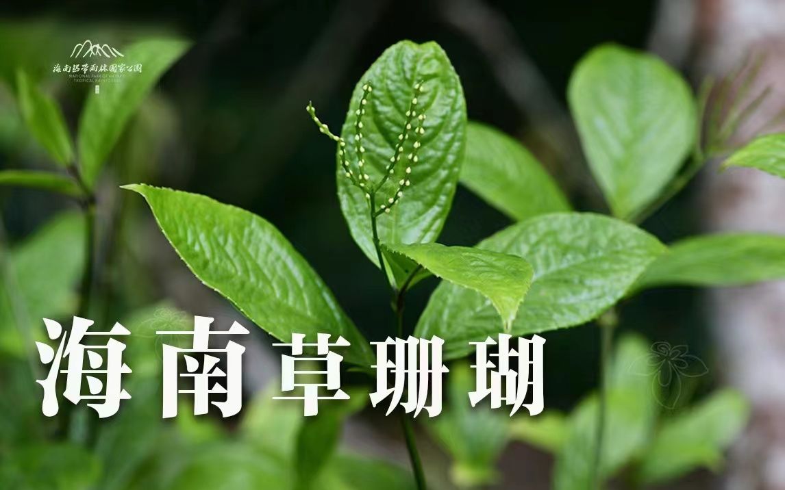 植物篇:海南草珊瑚 | 海南热带雨林国家公园科普视频系列哔哩哔哩bilibili