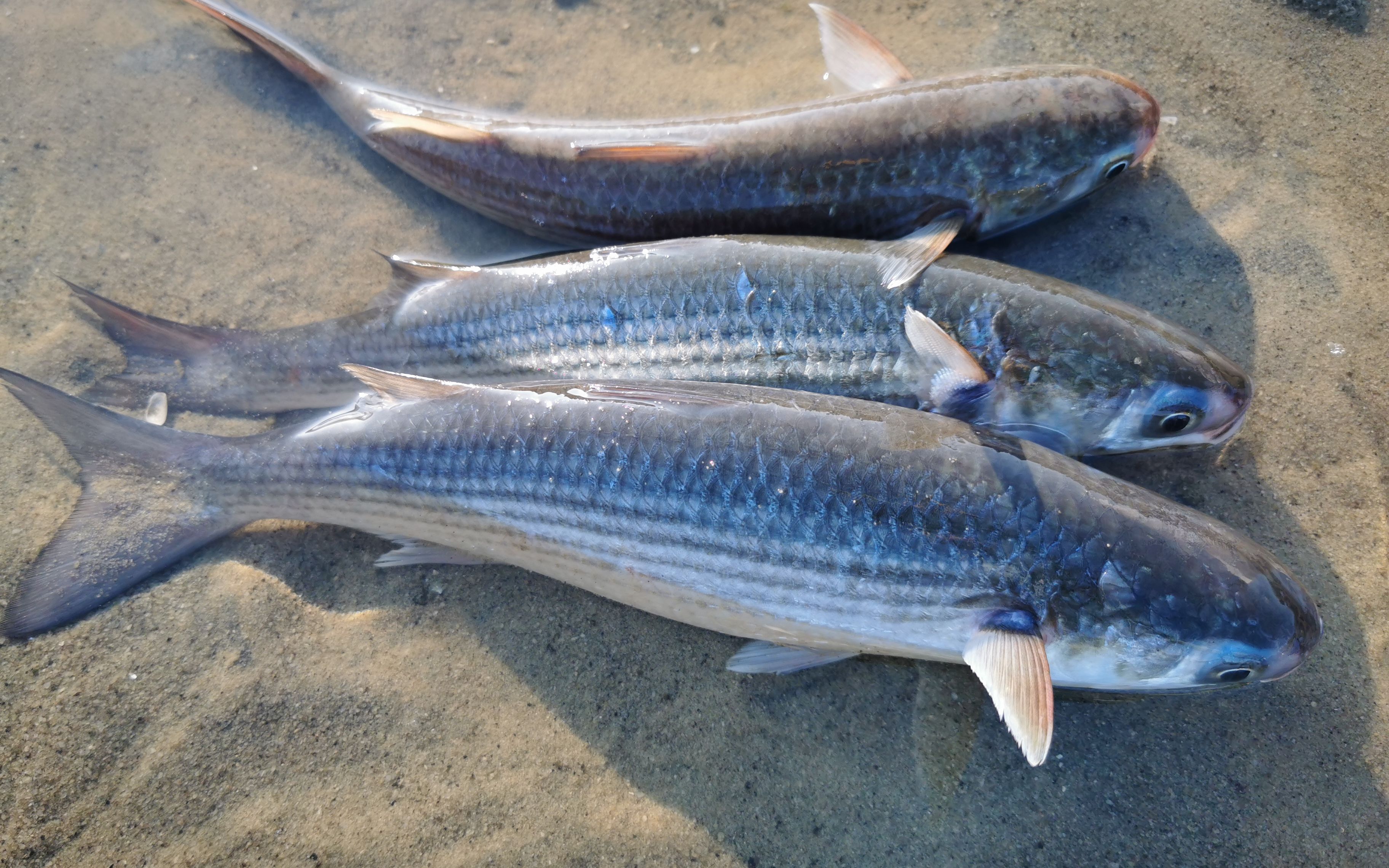 大干潮,黑石沟搁浅大量鲮鱼群,阿富清晨赶海抓到爆桶