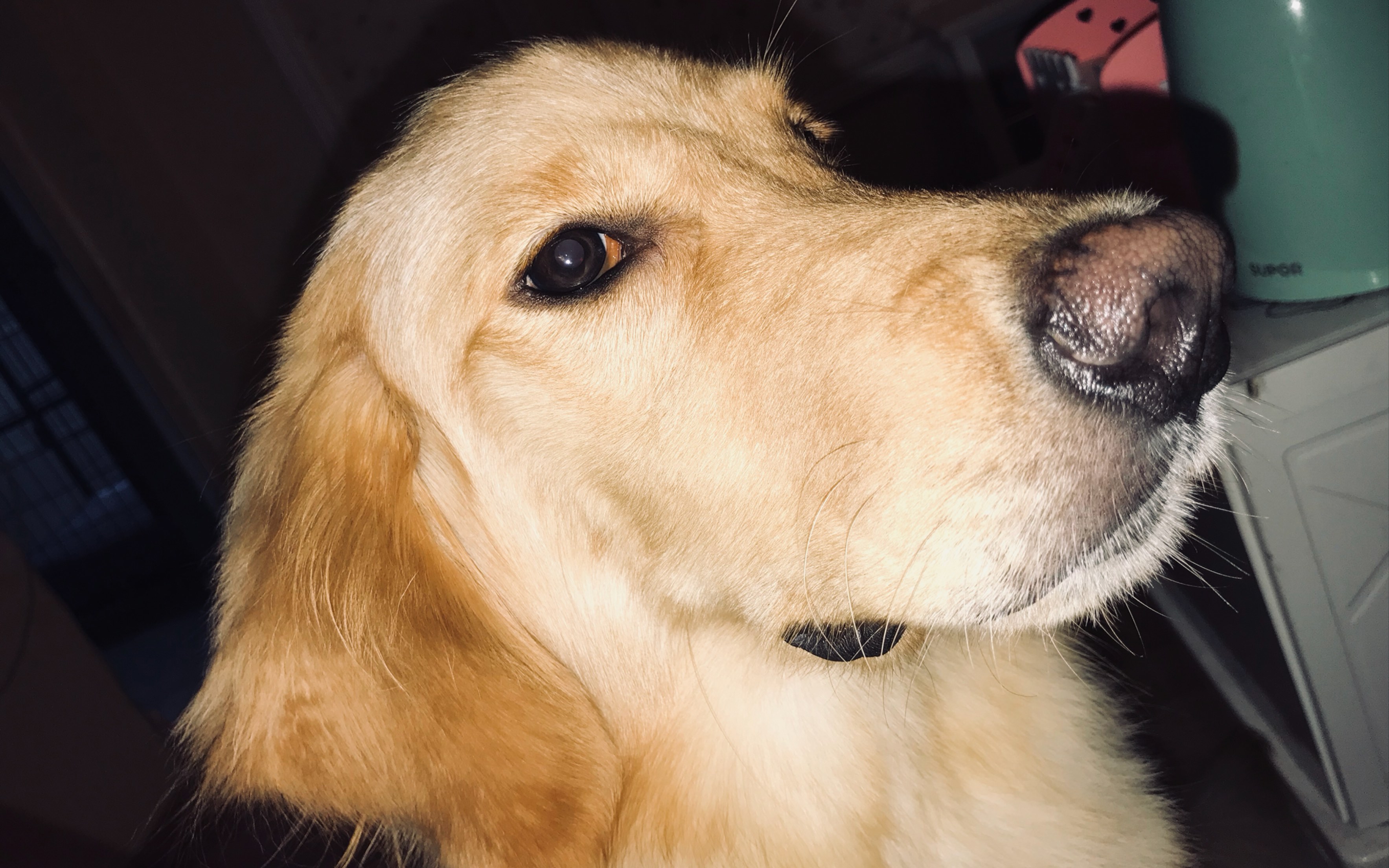 一只叫十一的搞笑狗子_哔哩哔哩 (゜-゜)つロ 干杯~-bilibili