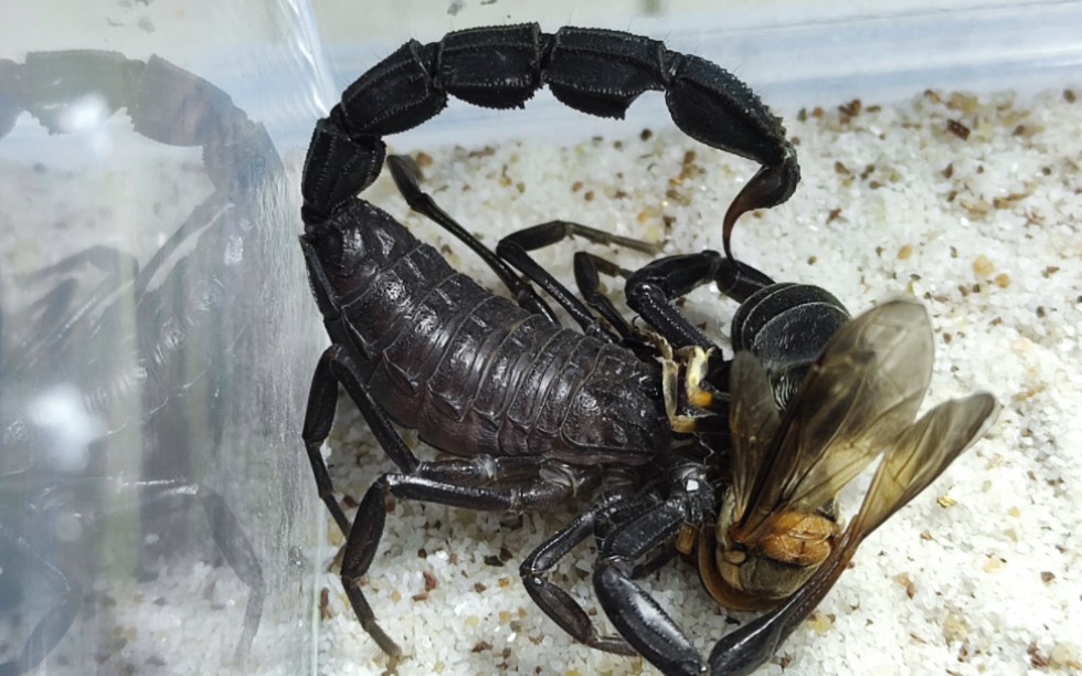 土耳其黑肥尾蝎捕食胡峰_哔哩哔哩_bilibili