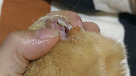 荷兰猪牙齿断了,不知道几天了.已经瘦脱相了