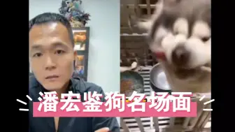 Tải video: 潘宏鉴狗名场面合集，赶紧收藏起来下饭看，太搞笑了