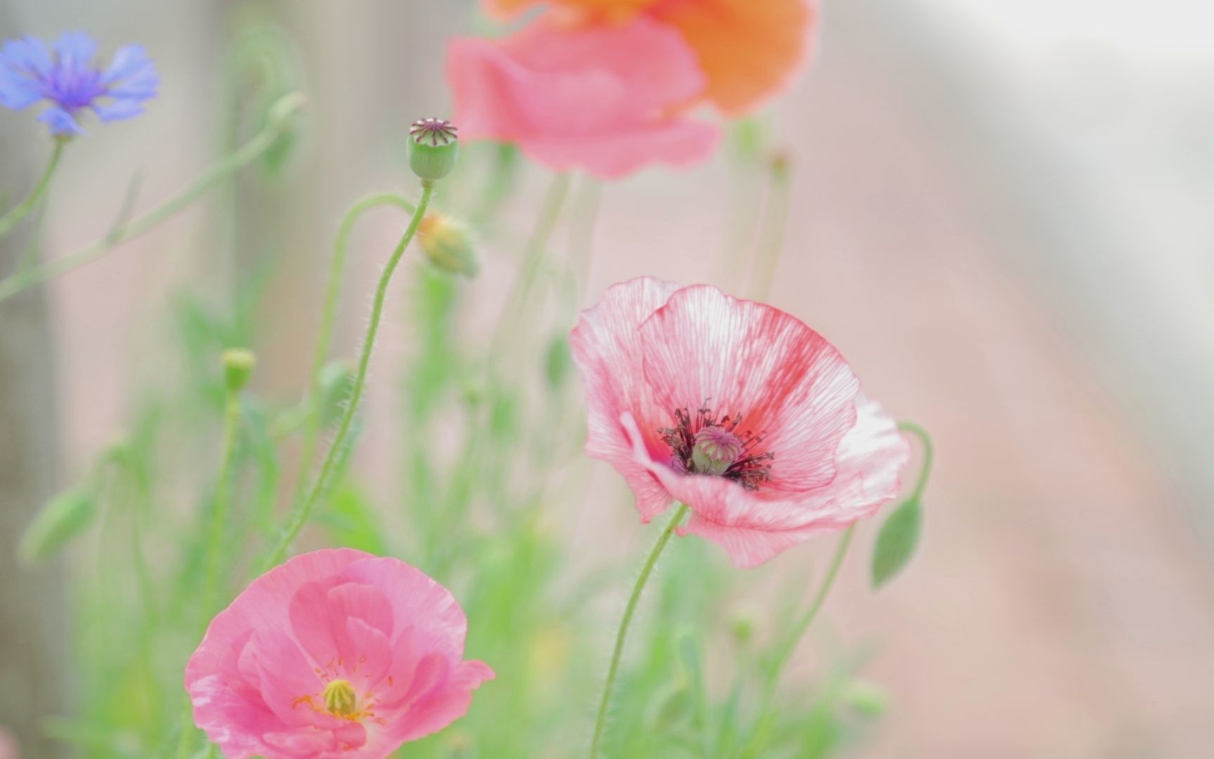 花朵视频素材