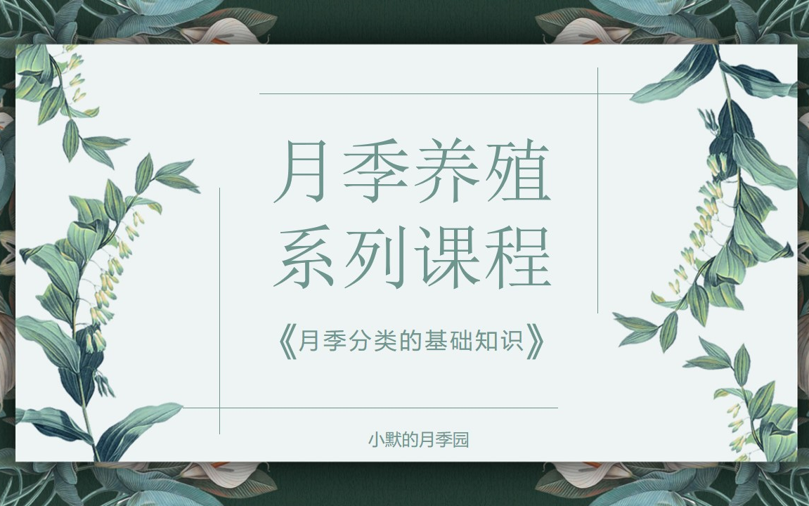 月季养殖系列课程之月季分类的基础知识上 月季养护教程哔哩哔哩bilibili